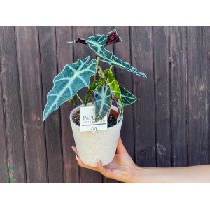 Alokázia cucullata (Alocasia cucullata) ´POLLY´- výška 25-30 cm, kont. C1.5L
